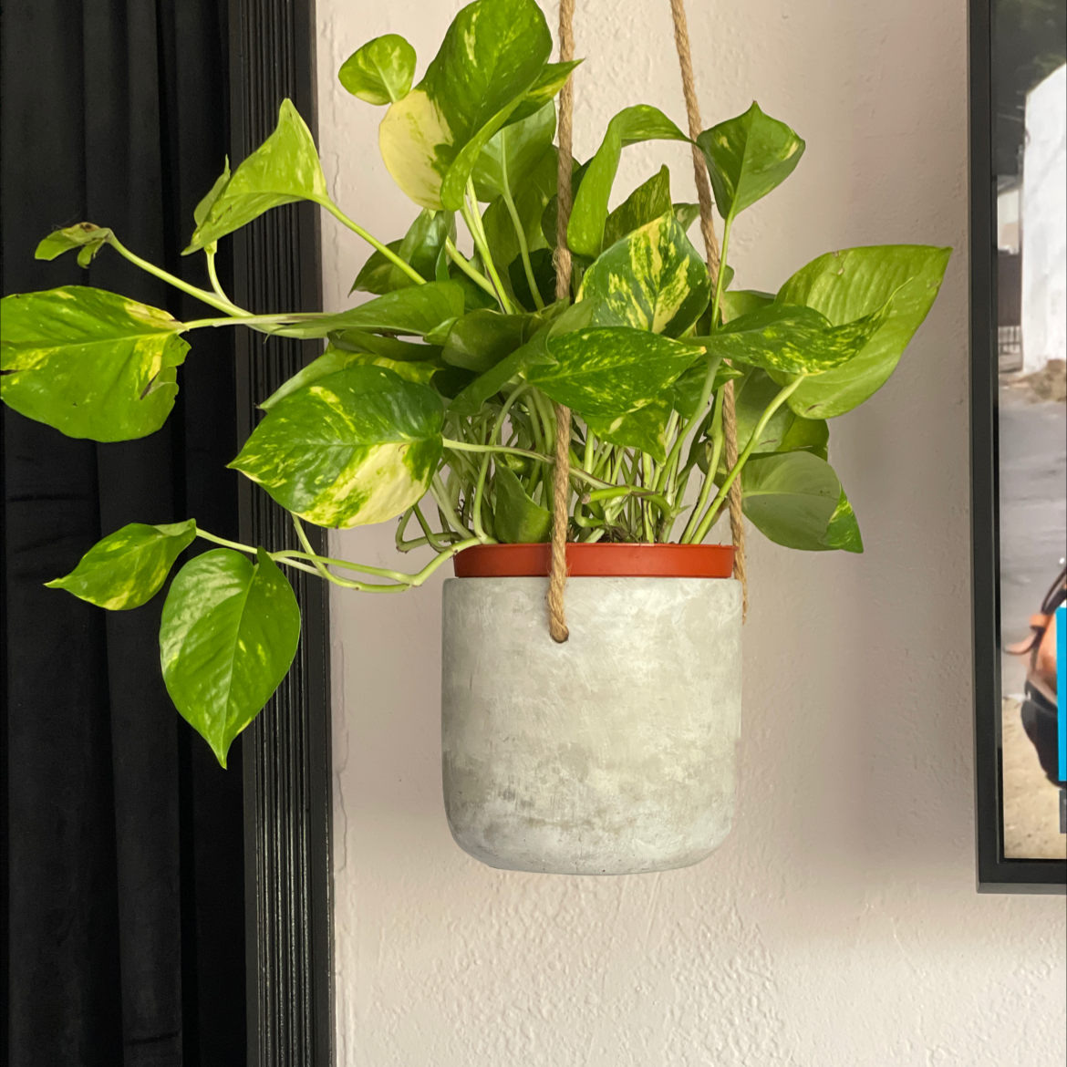 Taro Vine plant photo by @FairyPlantMother named Lola on Greg, the plant care app.