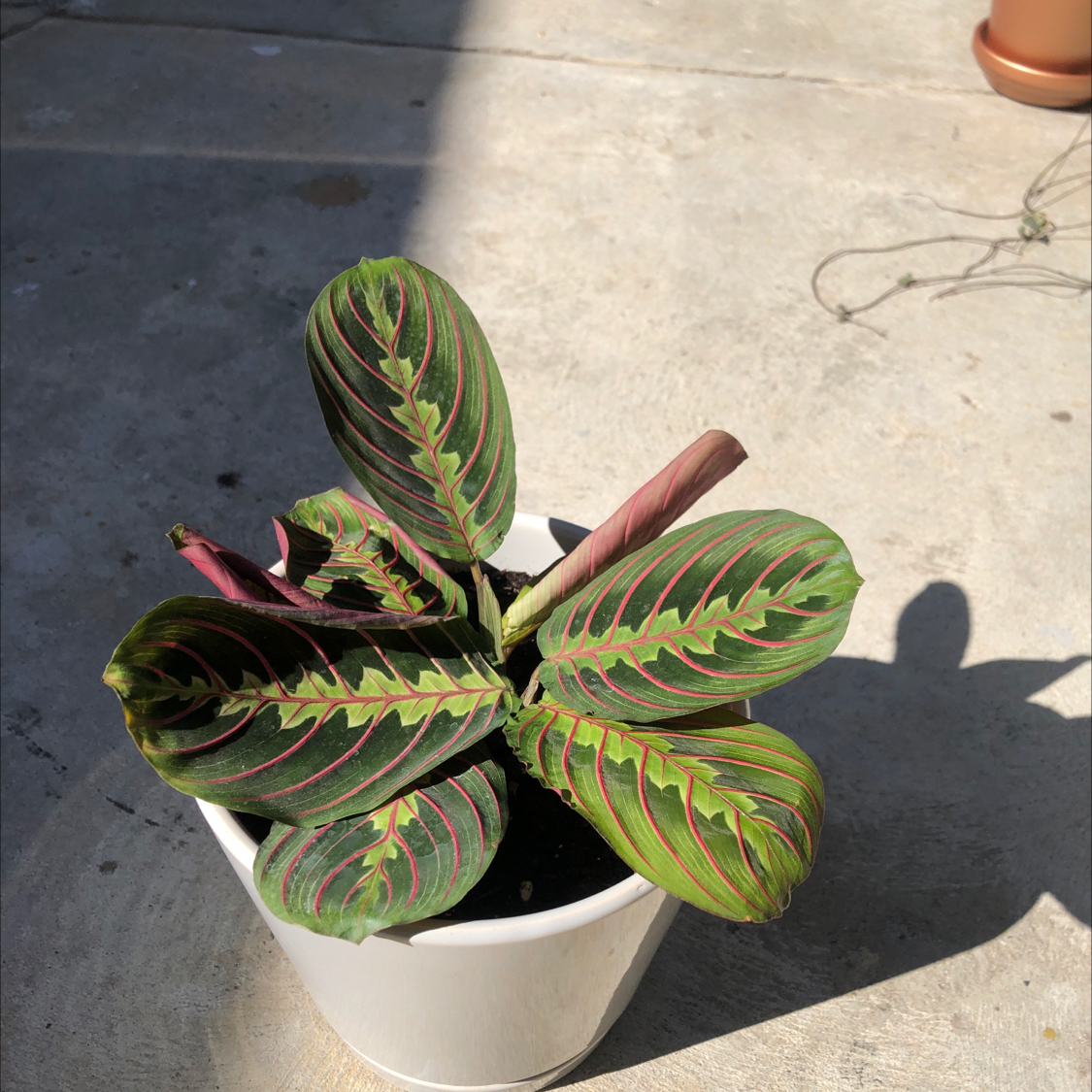 Green Prayer Plant plant photo by @FairyPlantMother named Terra on Greg, the plant care app.