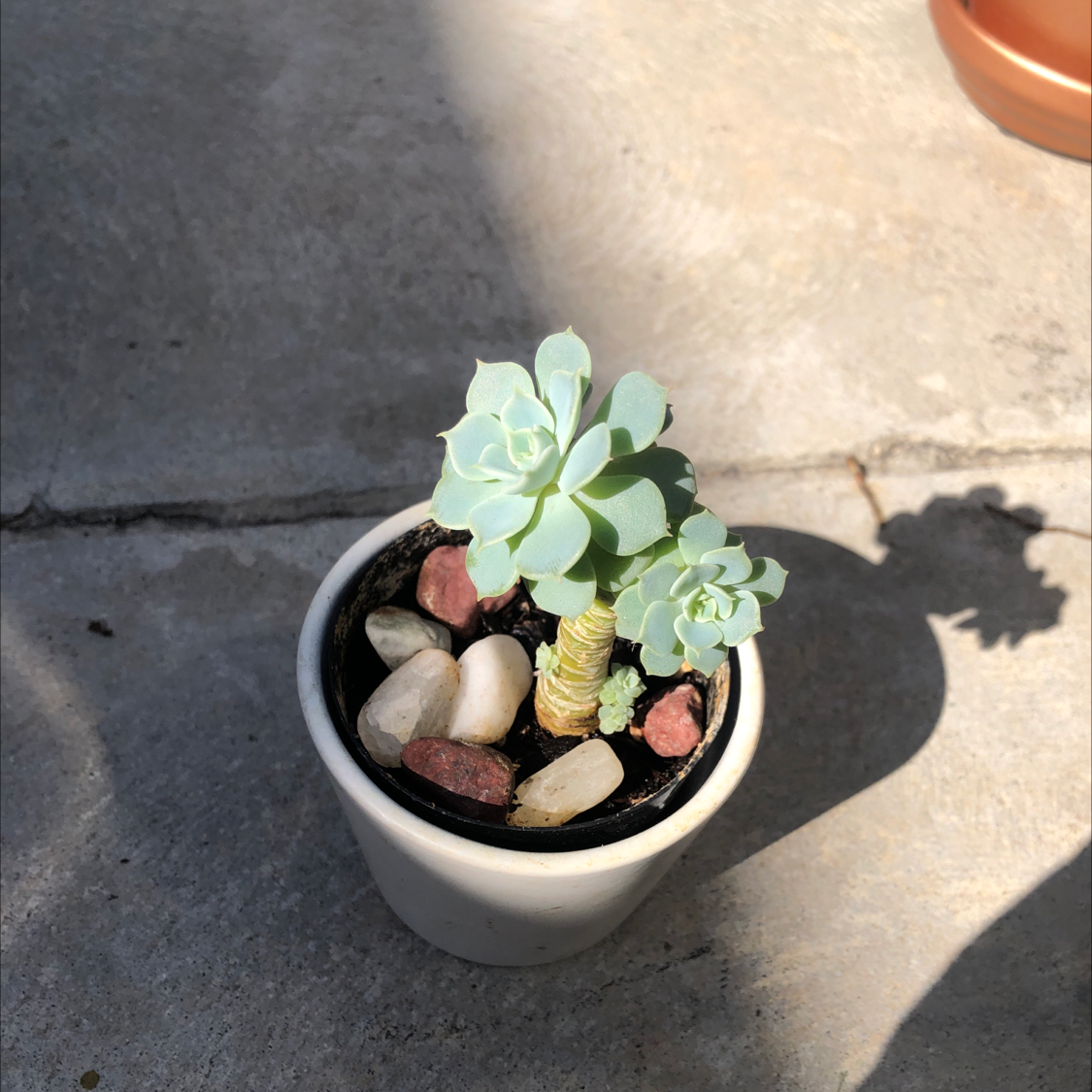 Echeveria 'Lola' succulent in a white pot with decorative stones on soil.