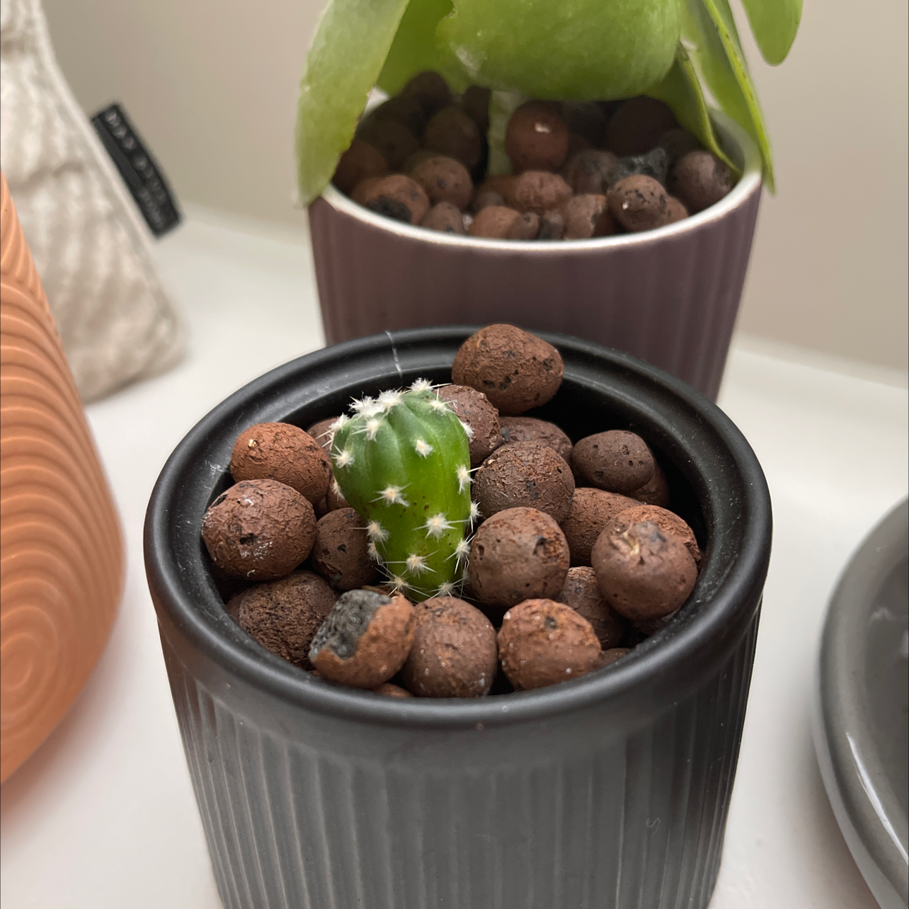 Small Sand Dollar Cactus in a black pot with brown soil pellets, another plant in the background.
