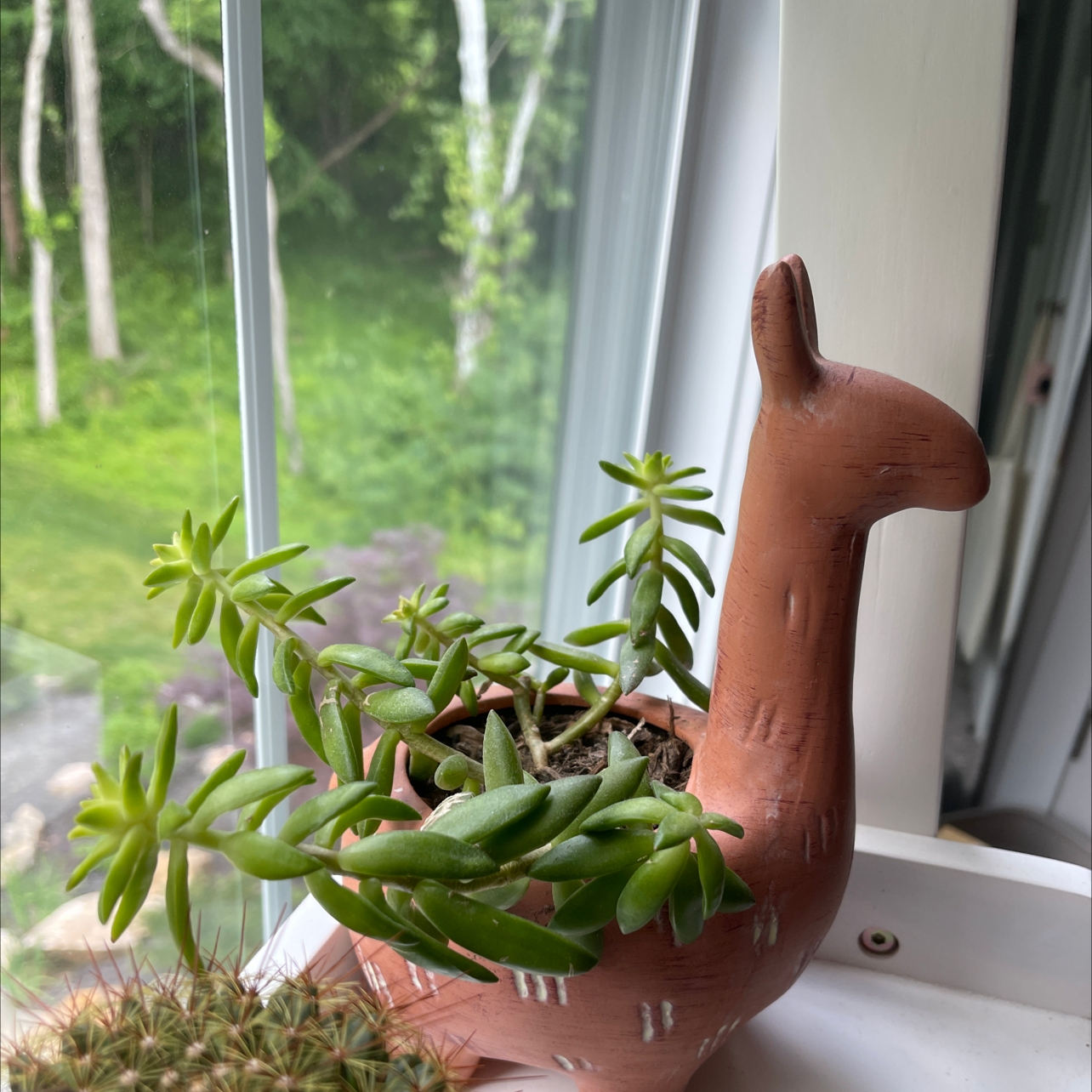 Sedum 'Firestorm' plant in a decorative pot on a windowsill with an outdoor view.