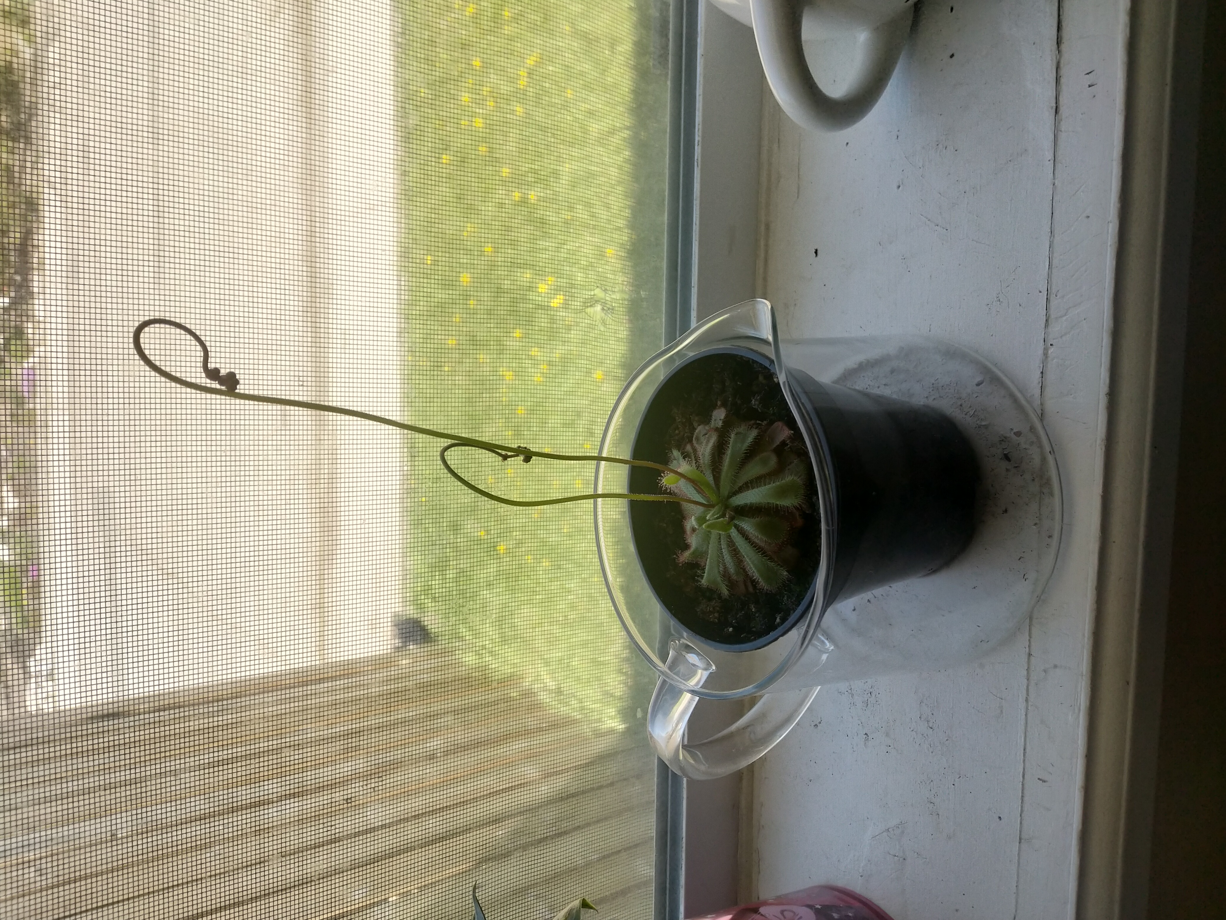 Potted Australian Sundew plant on a windowsill, healthy with visible soil.