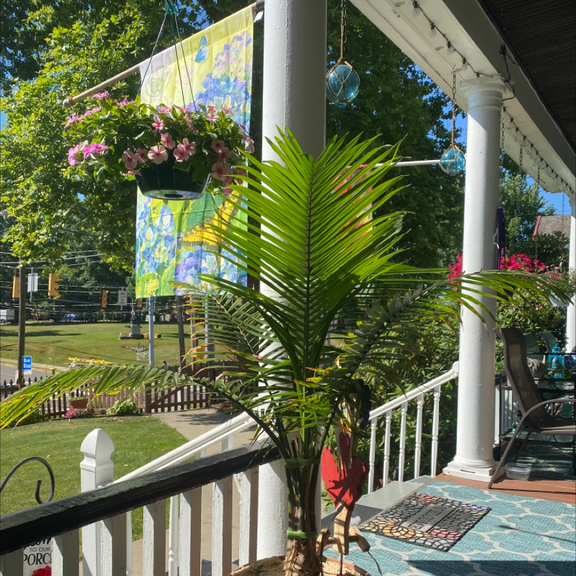 Canary Island Date Palm on a porch with other plants and decorations, appearing healthy.