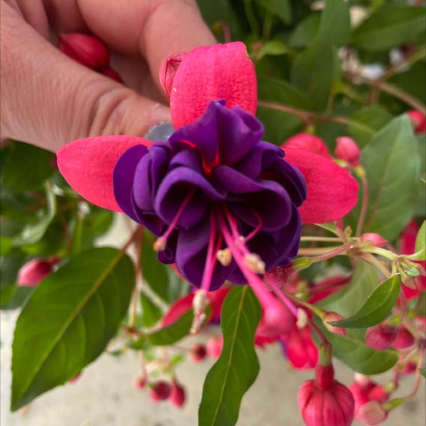 Close-up of a healthy Hummingbird Fuchsia flower held by a hand, showing vibrant pink and purple petals.
