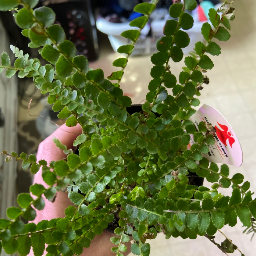 A healthy erect sword fern with lush green fronds growing in a pot, held by a human hand to show new growth.