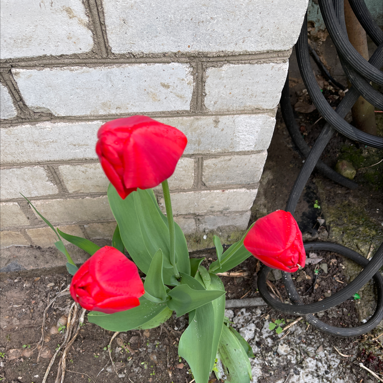 Garden Tulip with three red flowers, healthy and well-framed.