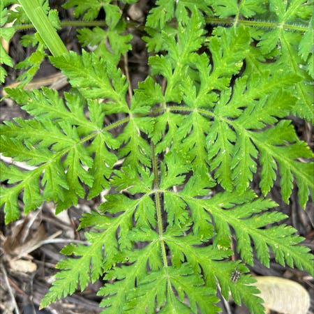 Photo of the plant species Cow Parsley by Zarfshyleaf named Your plant on Greg, the plant care app