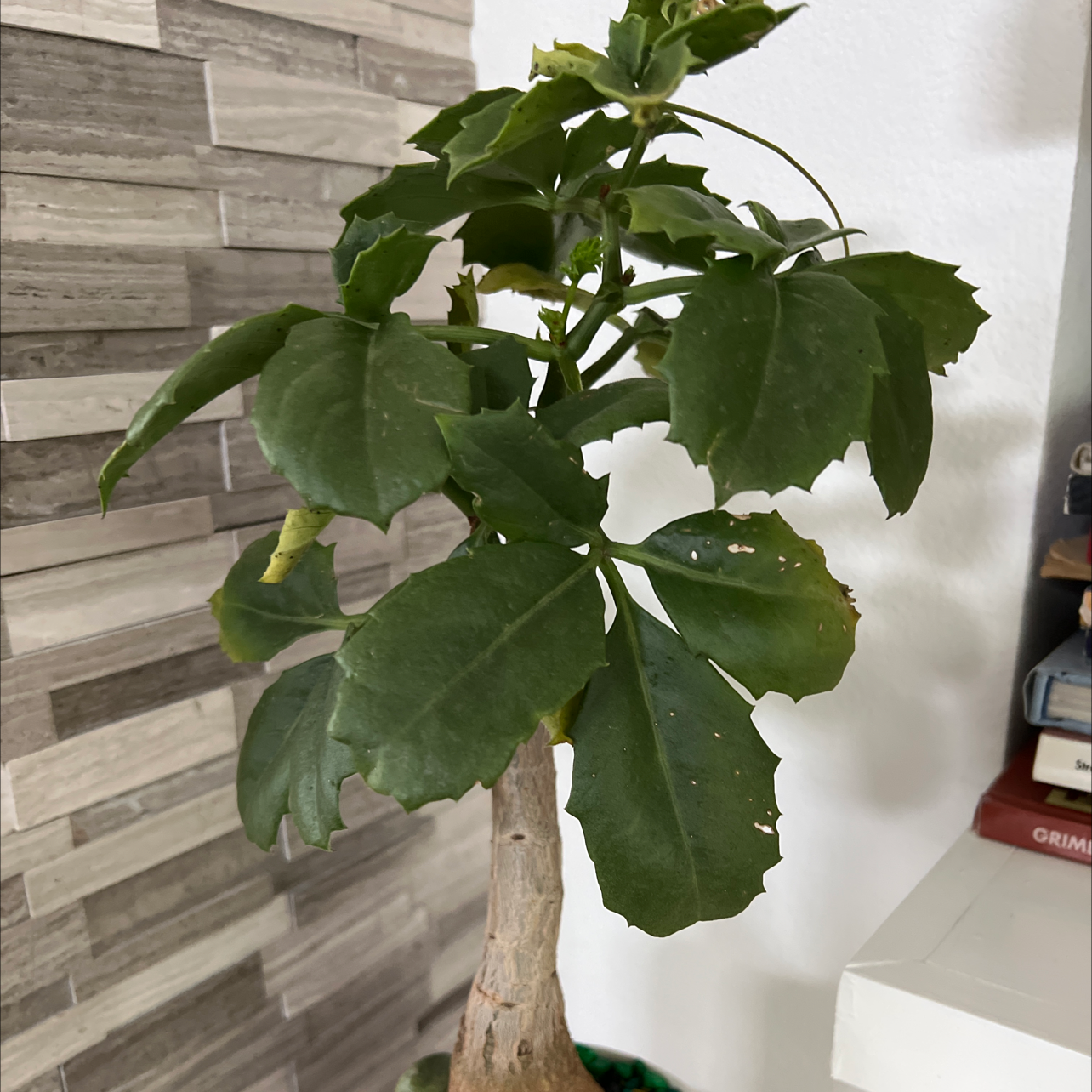 Photo of the plant species leatherleaf mahonia by @IdealWateroak named Rohan Gift on Greg, the plant care app