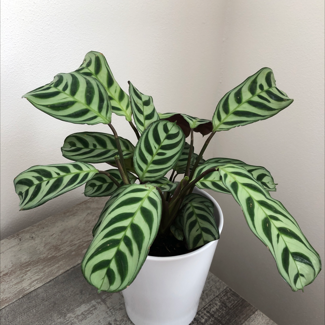Healthy Calathea Ornata (Fishbone Prayer Plant) with vibrant green leaves featuring distinctive white striped patterns in a white pot.