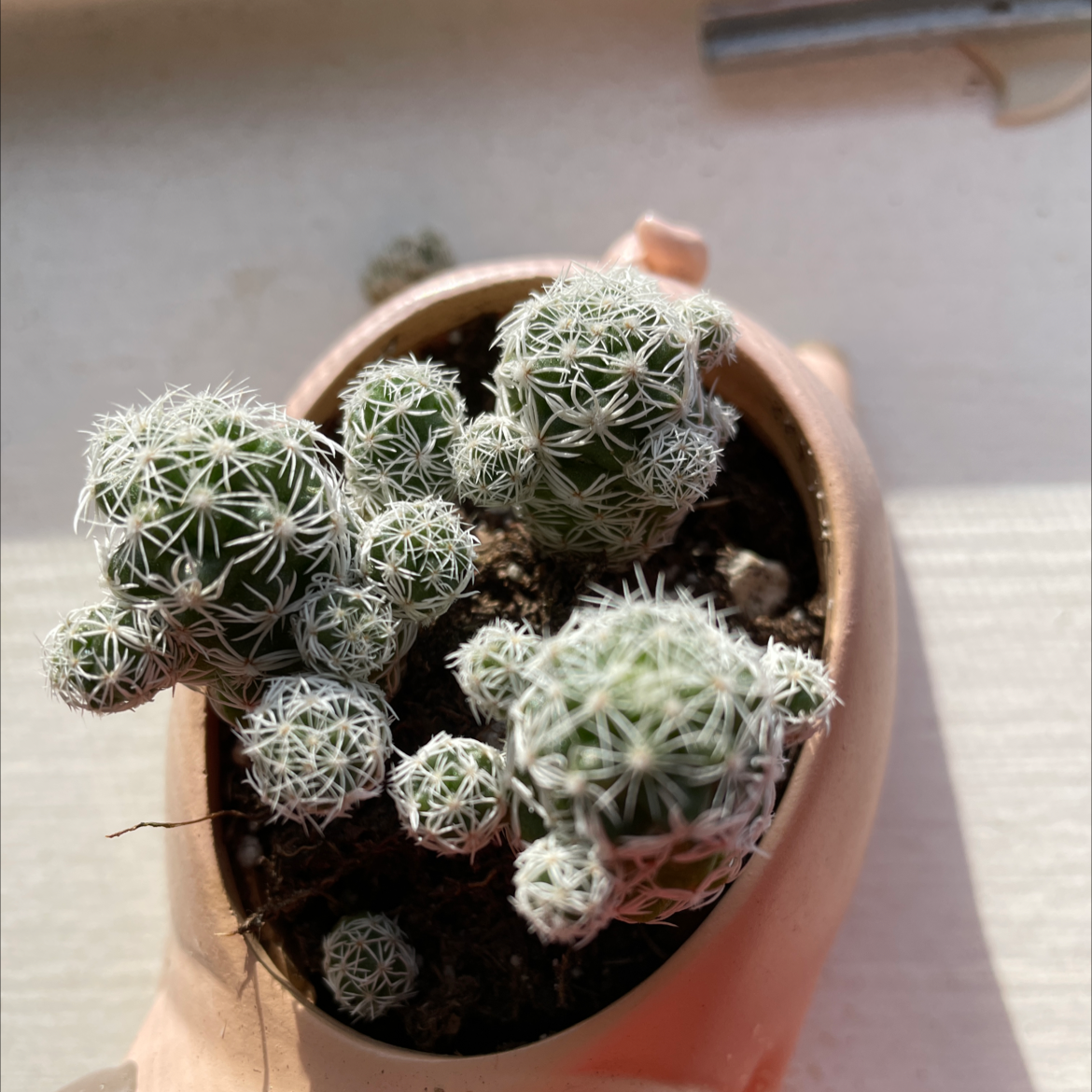 Missouri Foxtail Cactus in a small pot with visible soil and white spines.