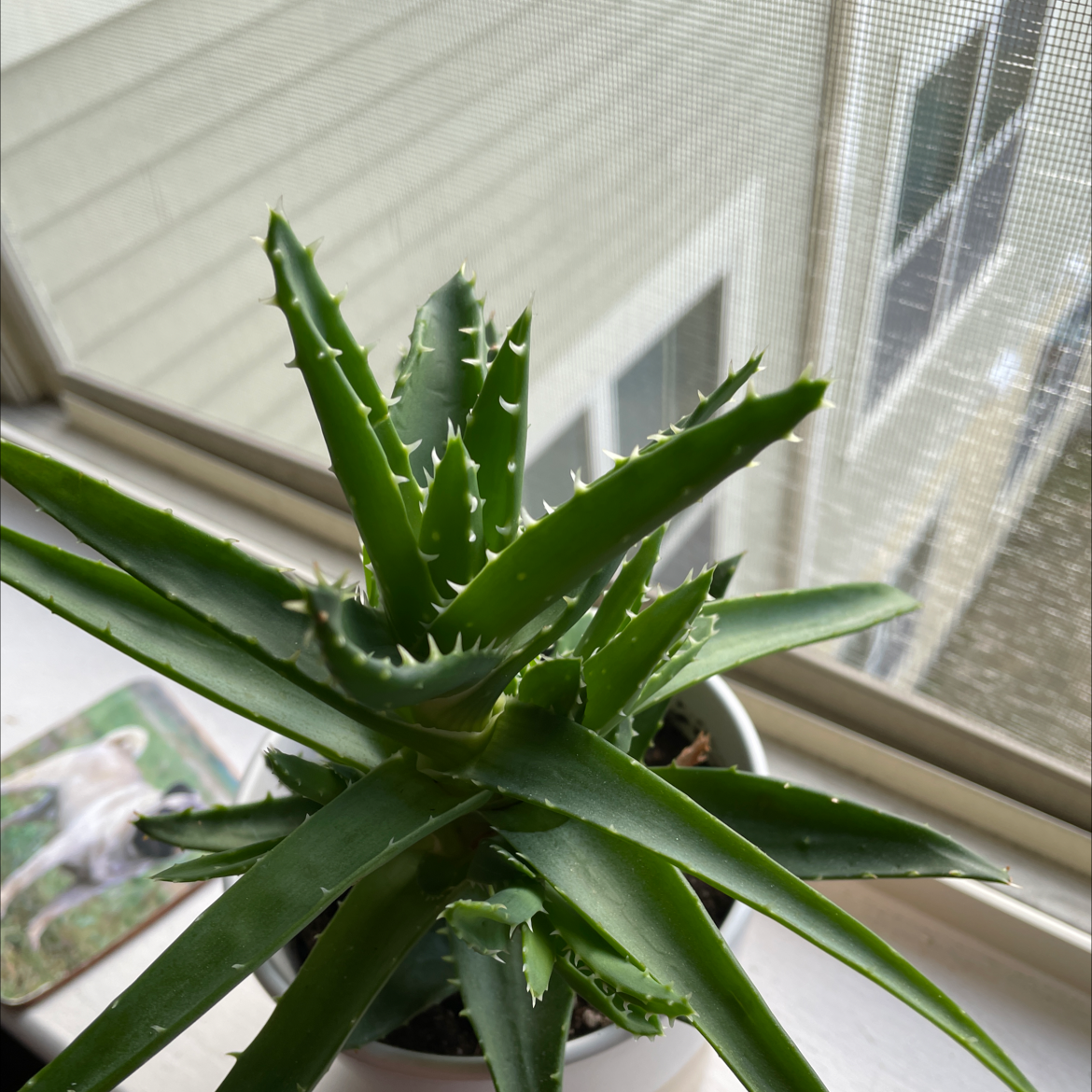 Healthy Short-Leaved Aloe plant on a windowsill with vibrant green leaves.