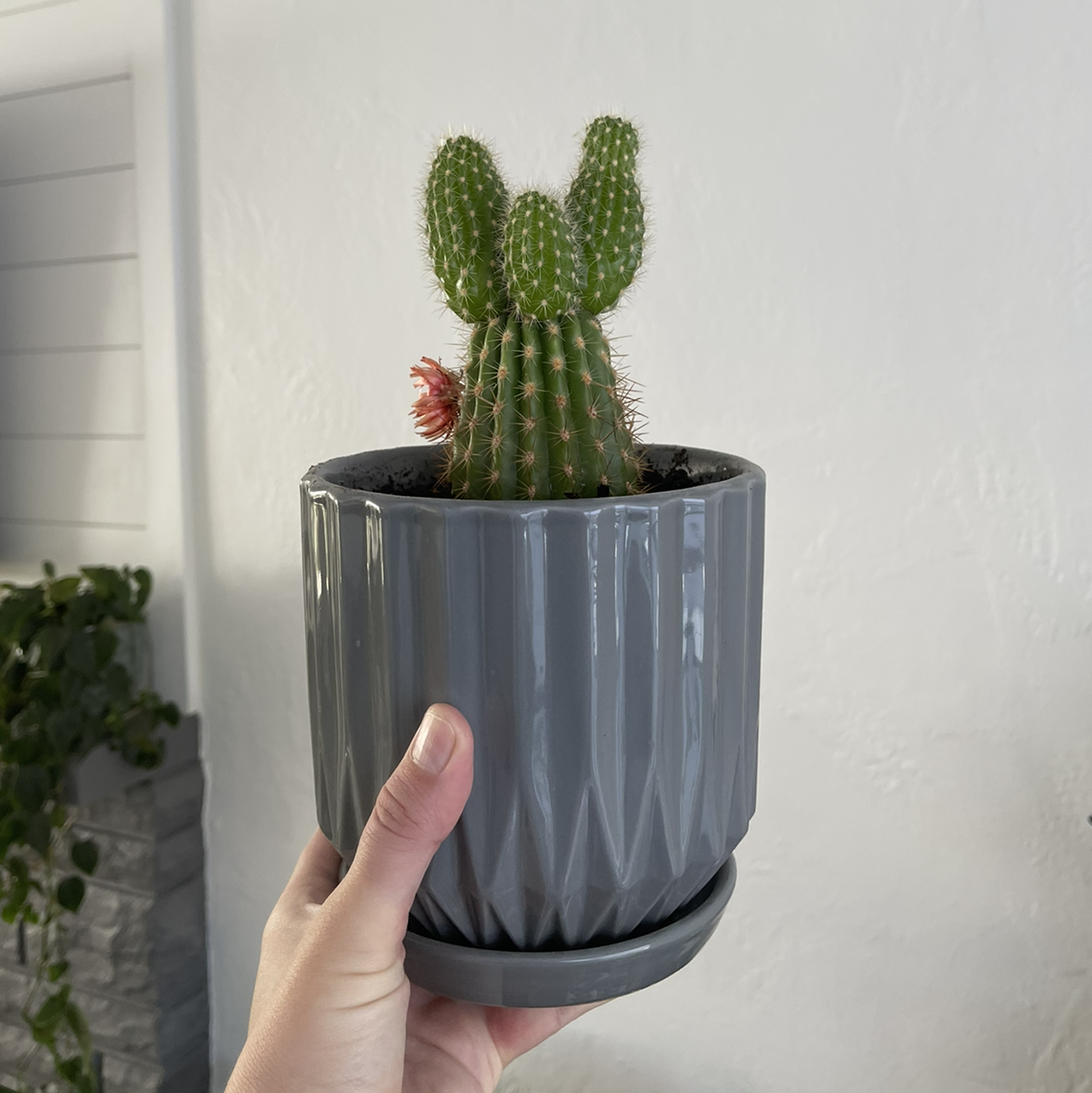 Golden Torch cactus in a gray pot, held by a hand.
