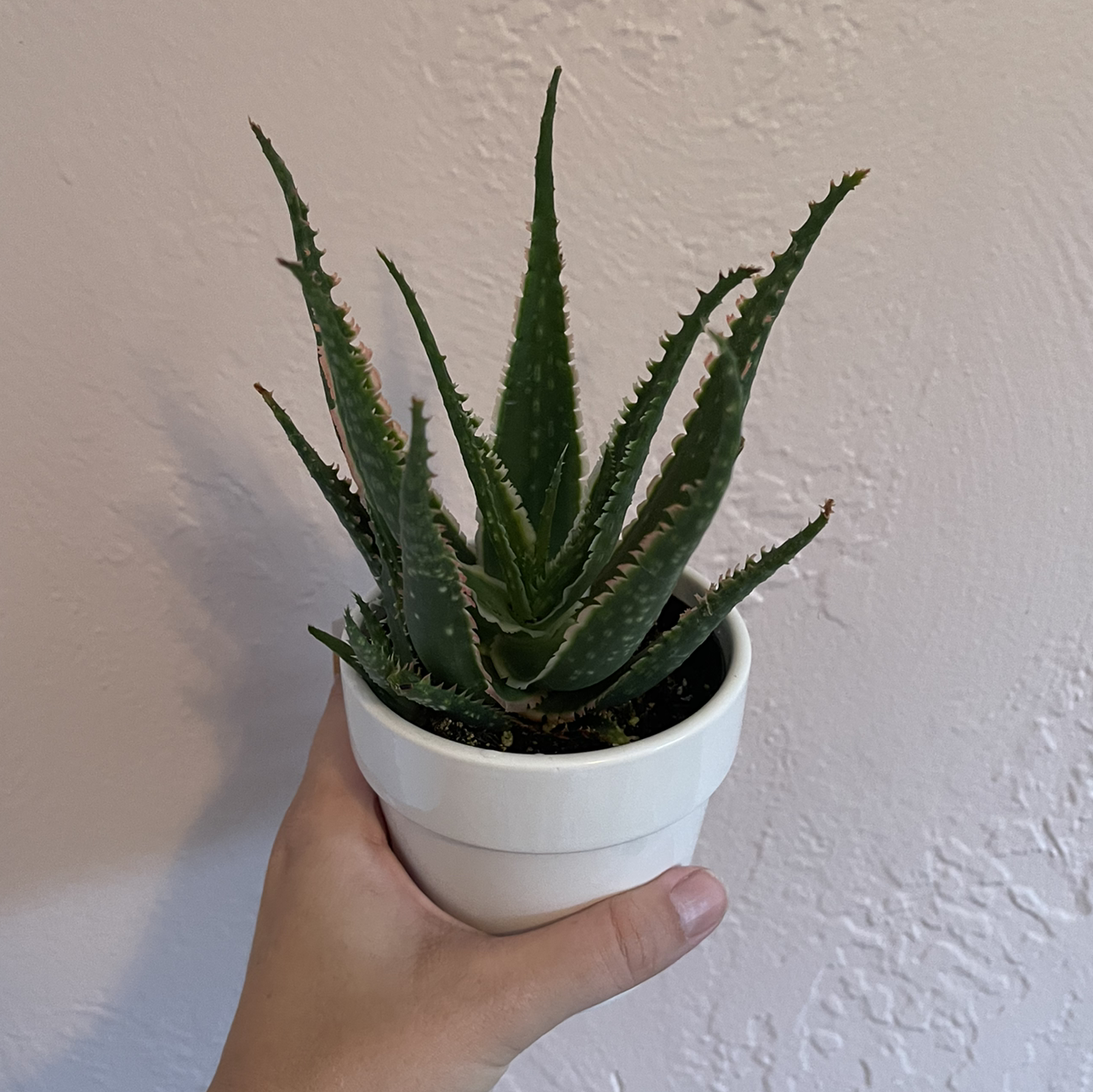 Photo of the plant species Aloe 'Coral Fire' by @courtmhutch named Lilith on Greg, the plant care app