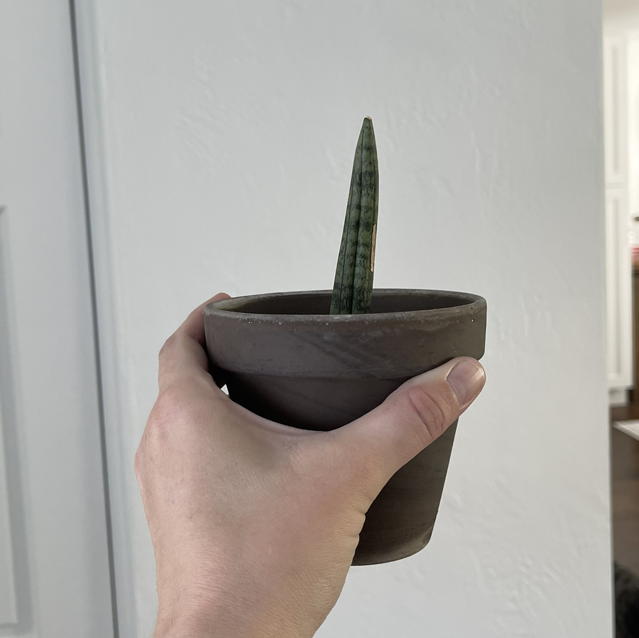 A healthy Starfish Snake Plant in a small pot, held by a hand.