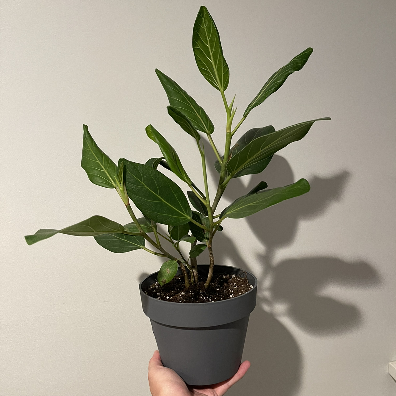 Potted Audrey Ficus plant with healthy green leaves, held by a hand.