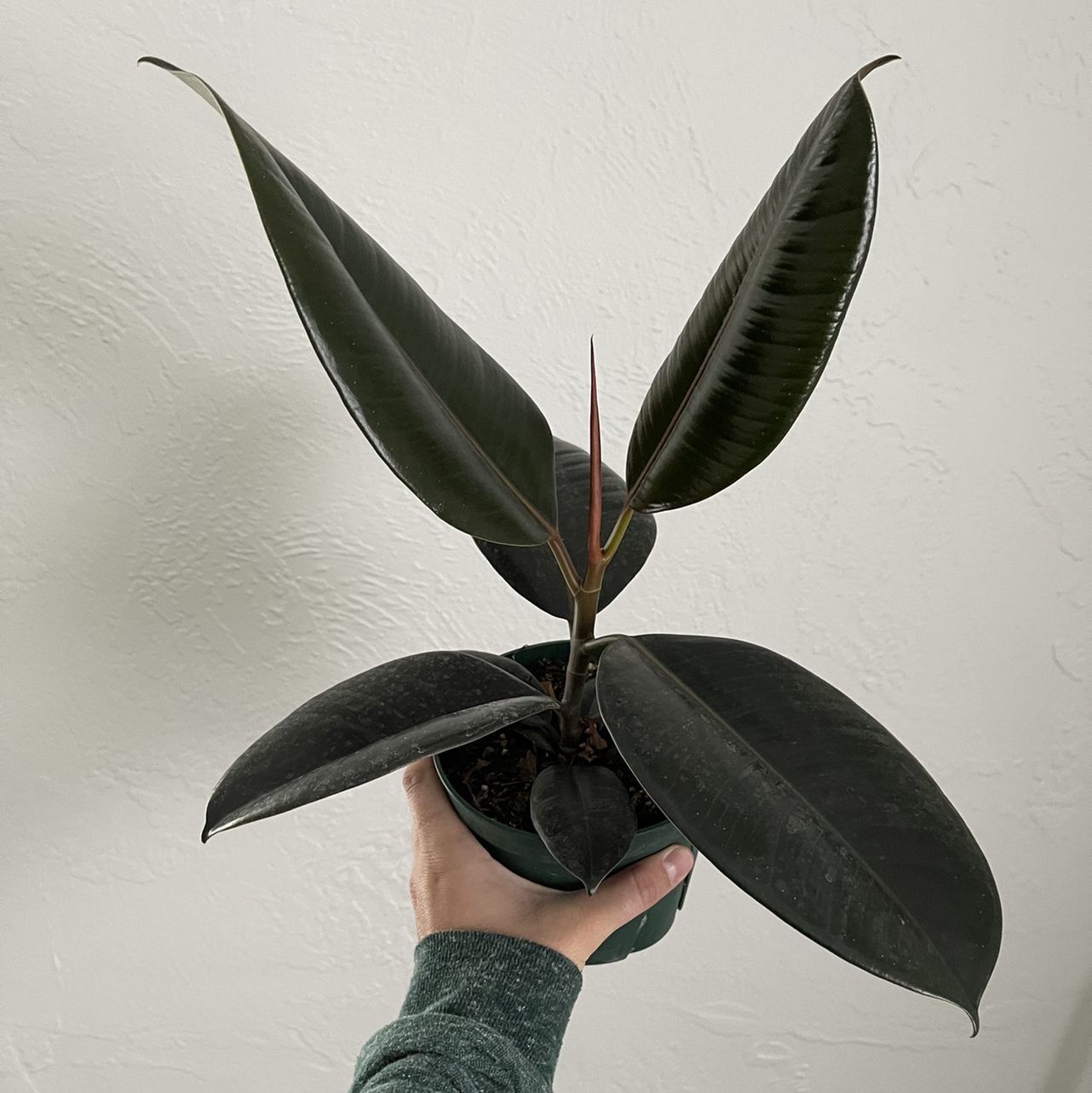 Burgundy Rubber Tree with dark, glossy leaves held by a hand against a plain background.