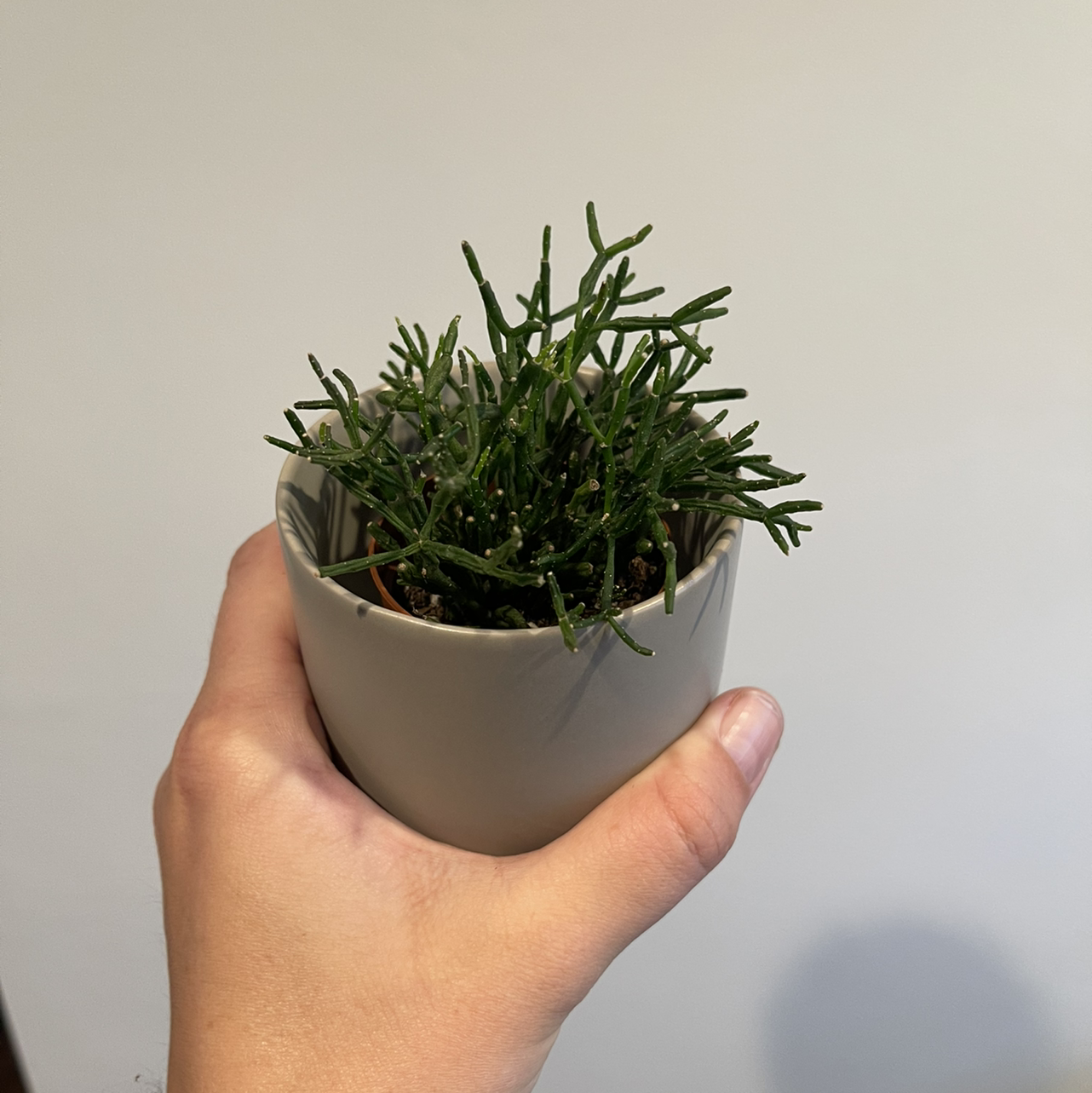 Hand holding a small potted Dancing Bones plant with green, slender stems.