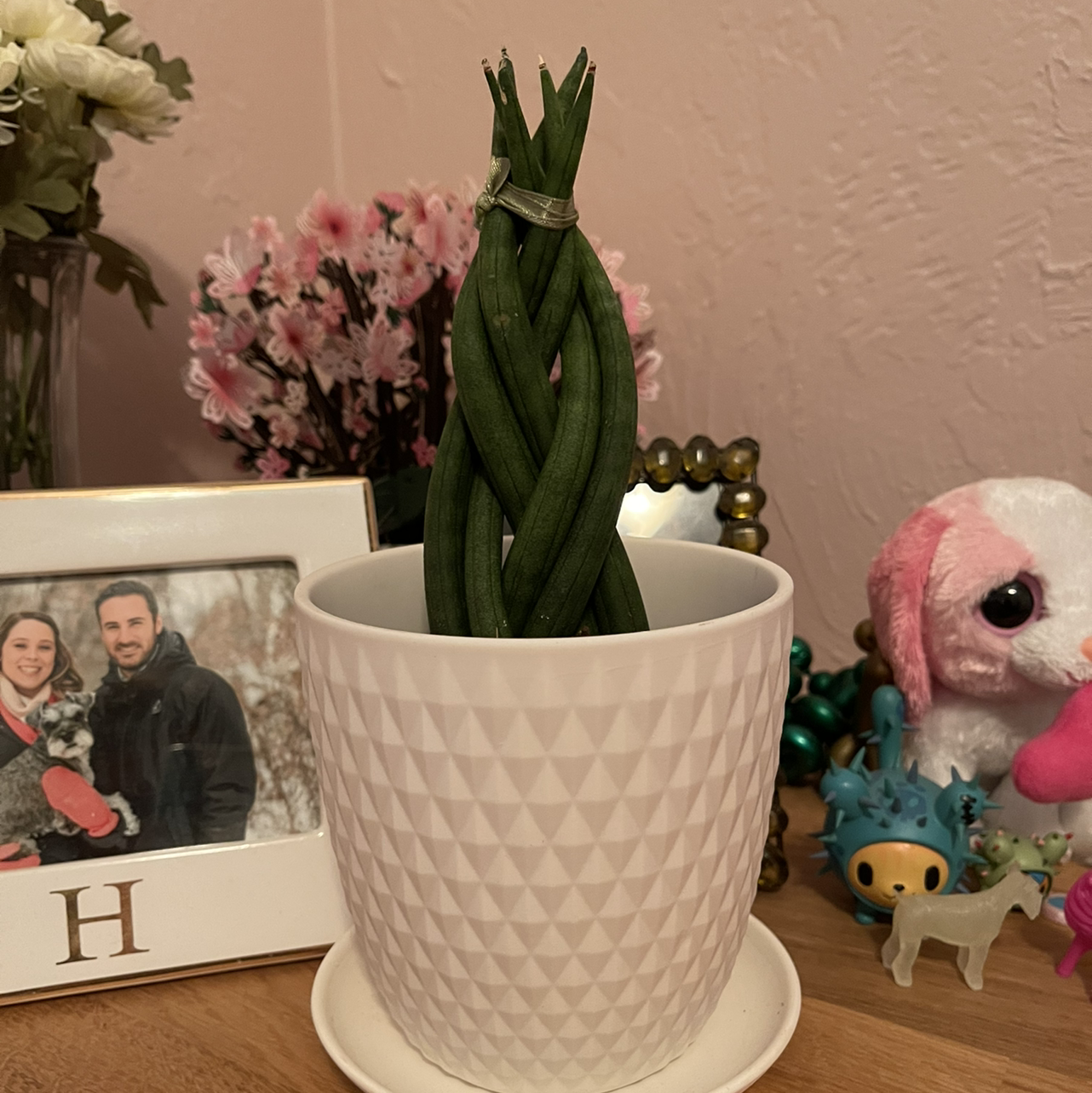 Cylindrical Snake Plant in a white textured pot with decorative items in the background.