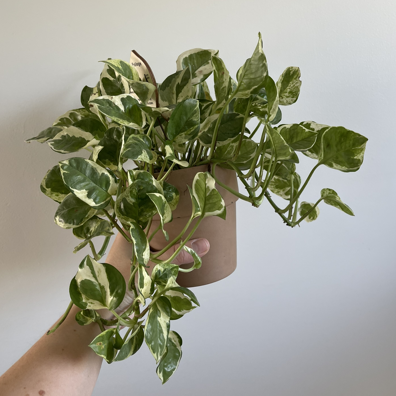 Pearls and Jade Pothos plant with variegated leaves held by a hand in a pot.
