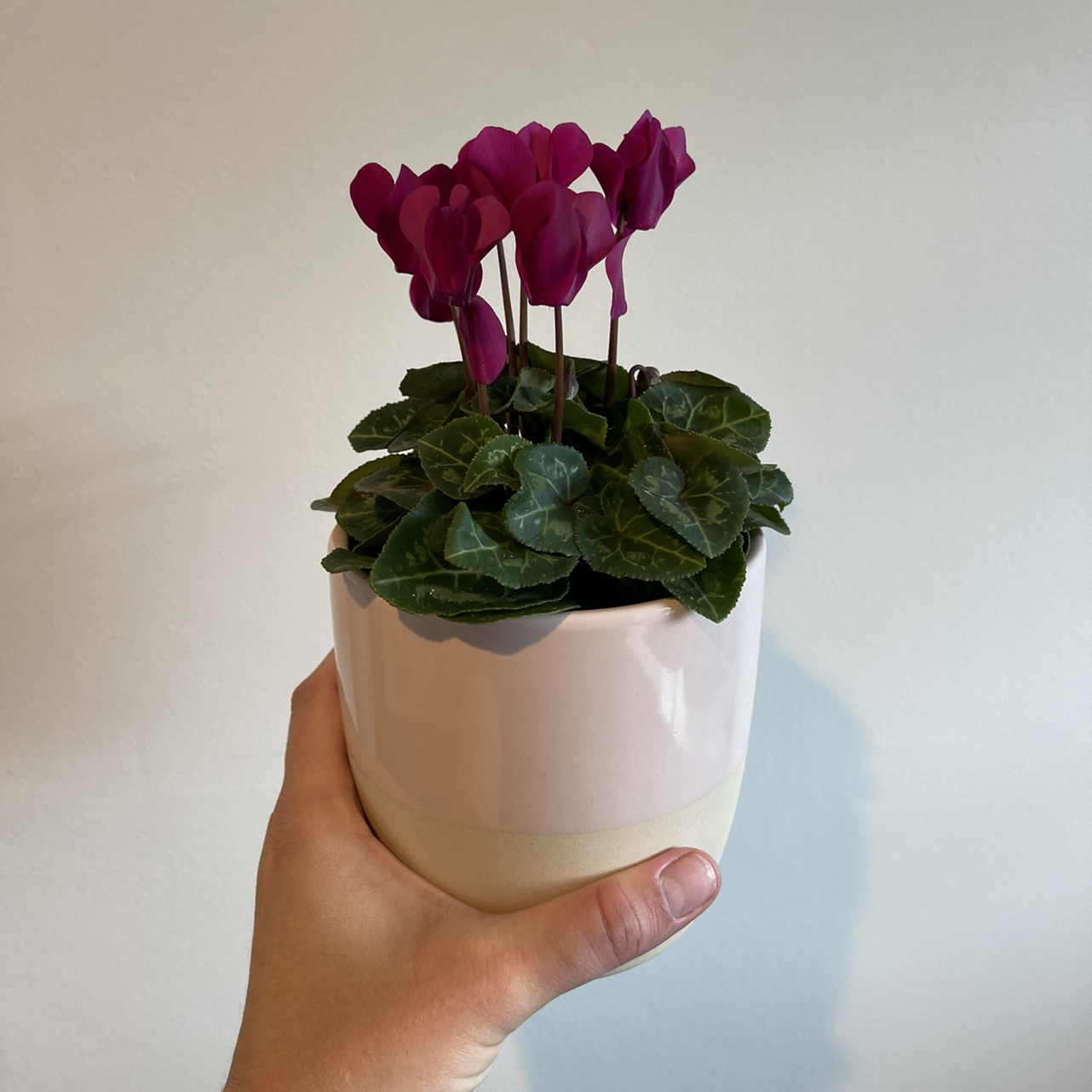 Healthy blooming Persian Cyclamen plant with pink flowers and marbled leaves, held in a hand against a white background.