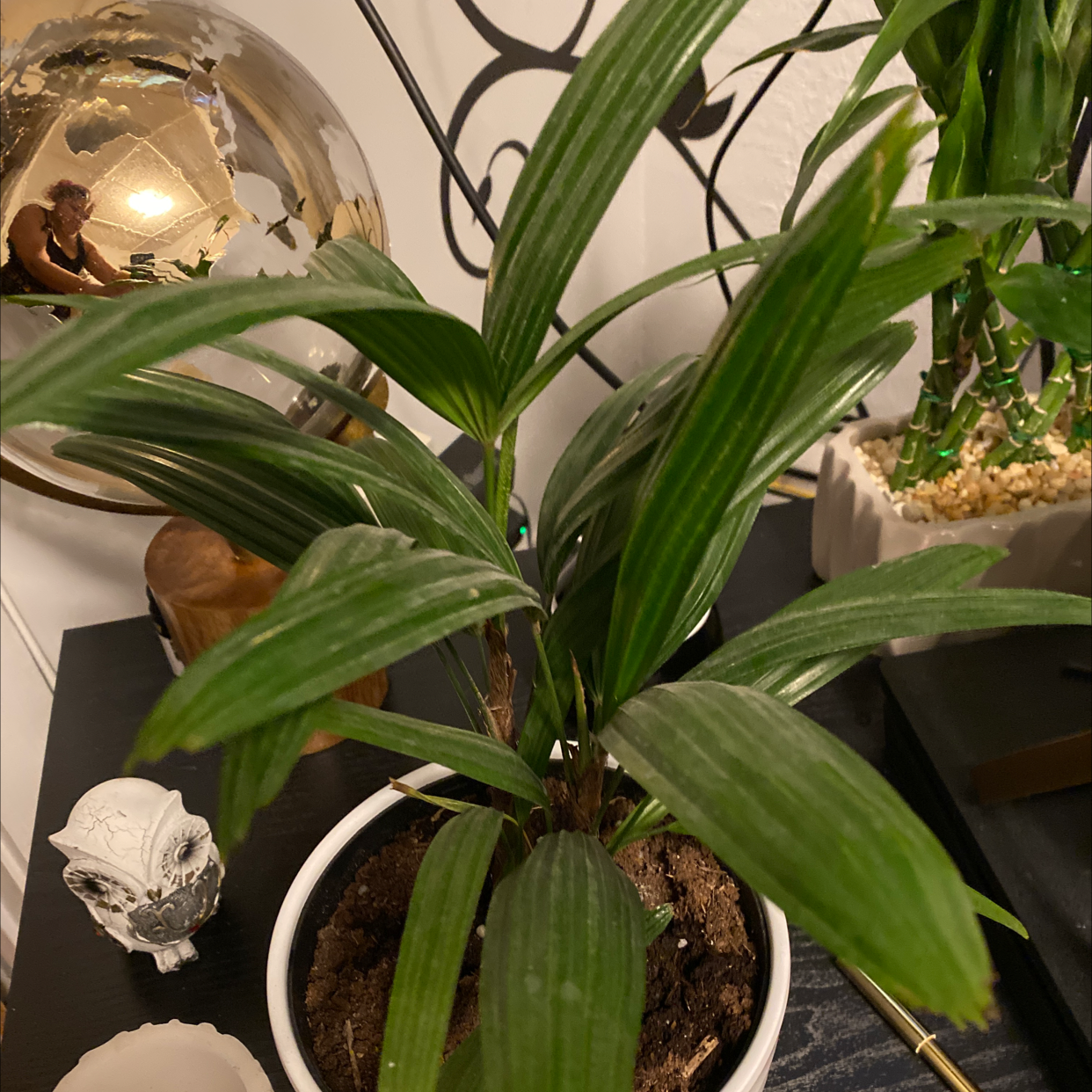 Healthy Rhapis palm plant with long green leaves in a white pot, decorative glass orb in background.