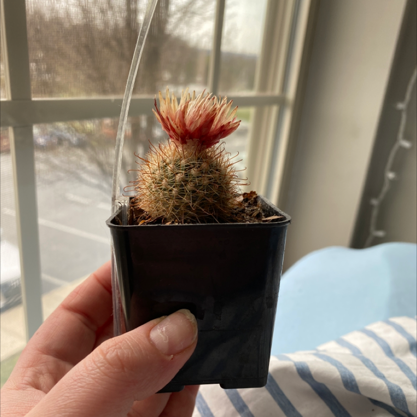 Spiny Pincushion Cactus in a black pot with a reddish flower, held by a hand near a window.