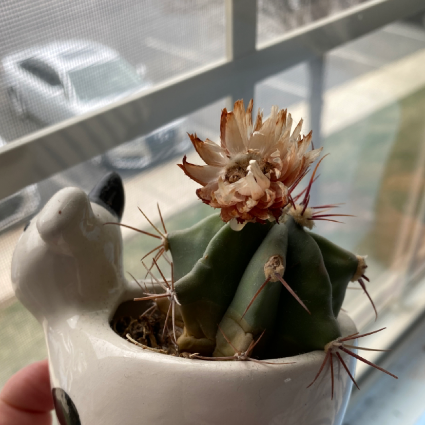 Sonora Barrel cactus in a pot with a dried flower, held near a window.