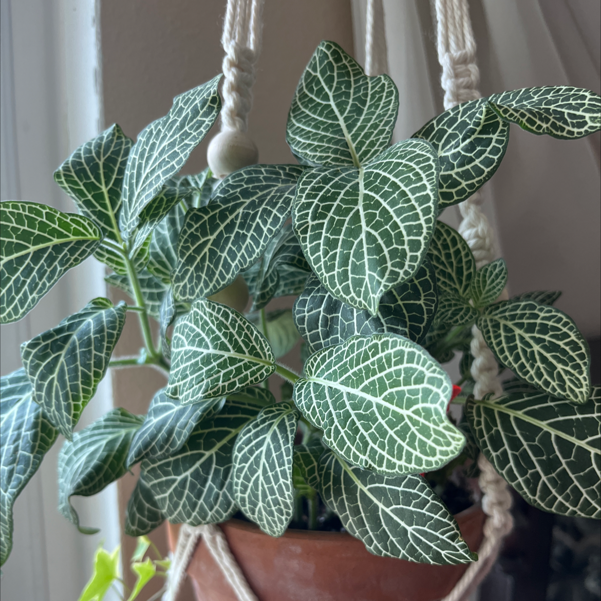 White Anne Nerve Plant in a hanging pot with vibrant green leaves and white veins.