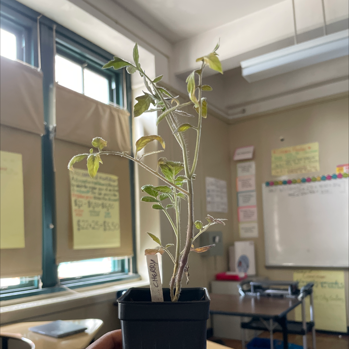 Cherry Laurel plant in a black pot with some yellowing leaves, held by a hand in an indoor setting.
