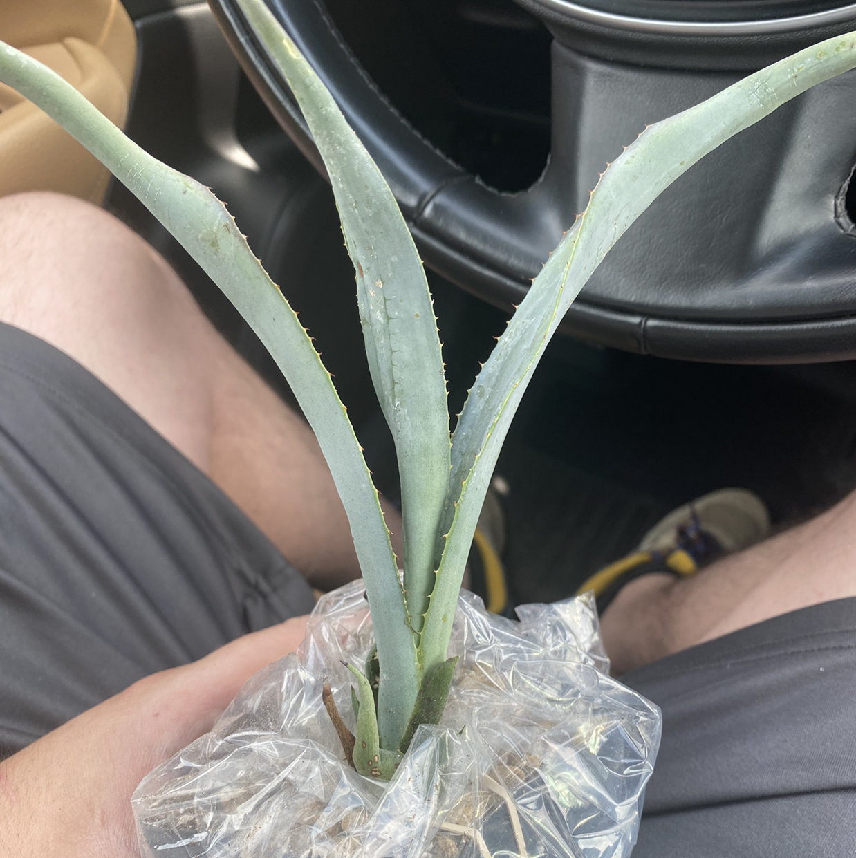 Close-up of healthy century plant leaves with sharp tips and serrated edges, being held in a clear plastic bag.
