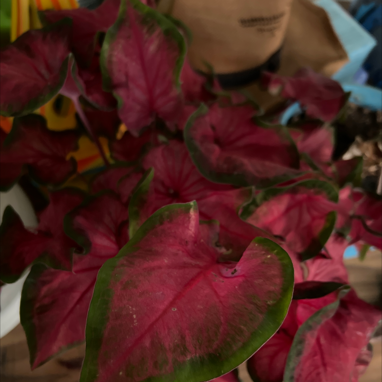 Photo of the plant species Cherry Tart Caladium by @AceTozzia named Cherry Tart on Greg, the plant care app