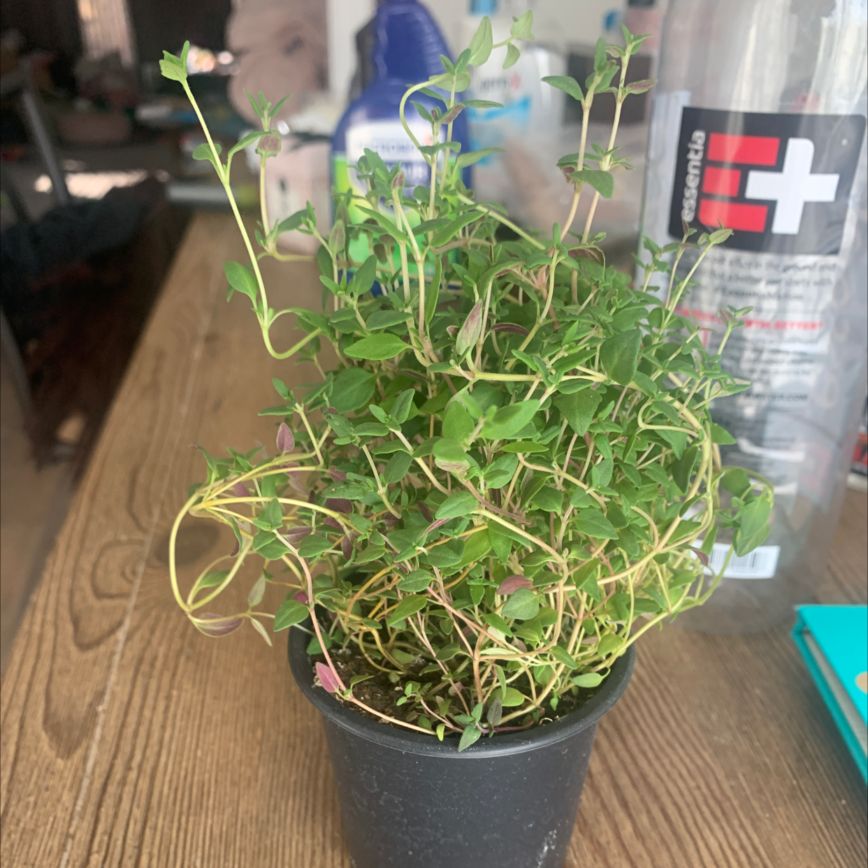 Common Thyme plant photo by @Rachellikesplants named Tim Jr. on Greg, the plant care app.