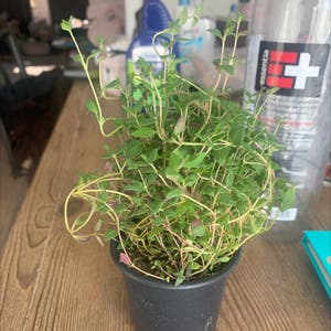 Common Thyme plant photo by @Rachellikesplants named Tim Jr. on Greg, the plant care app.