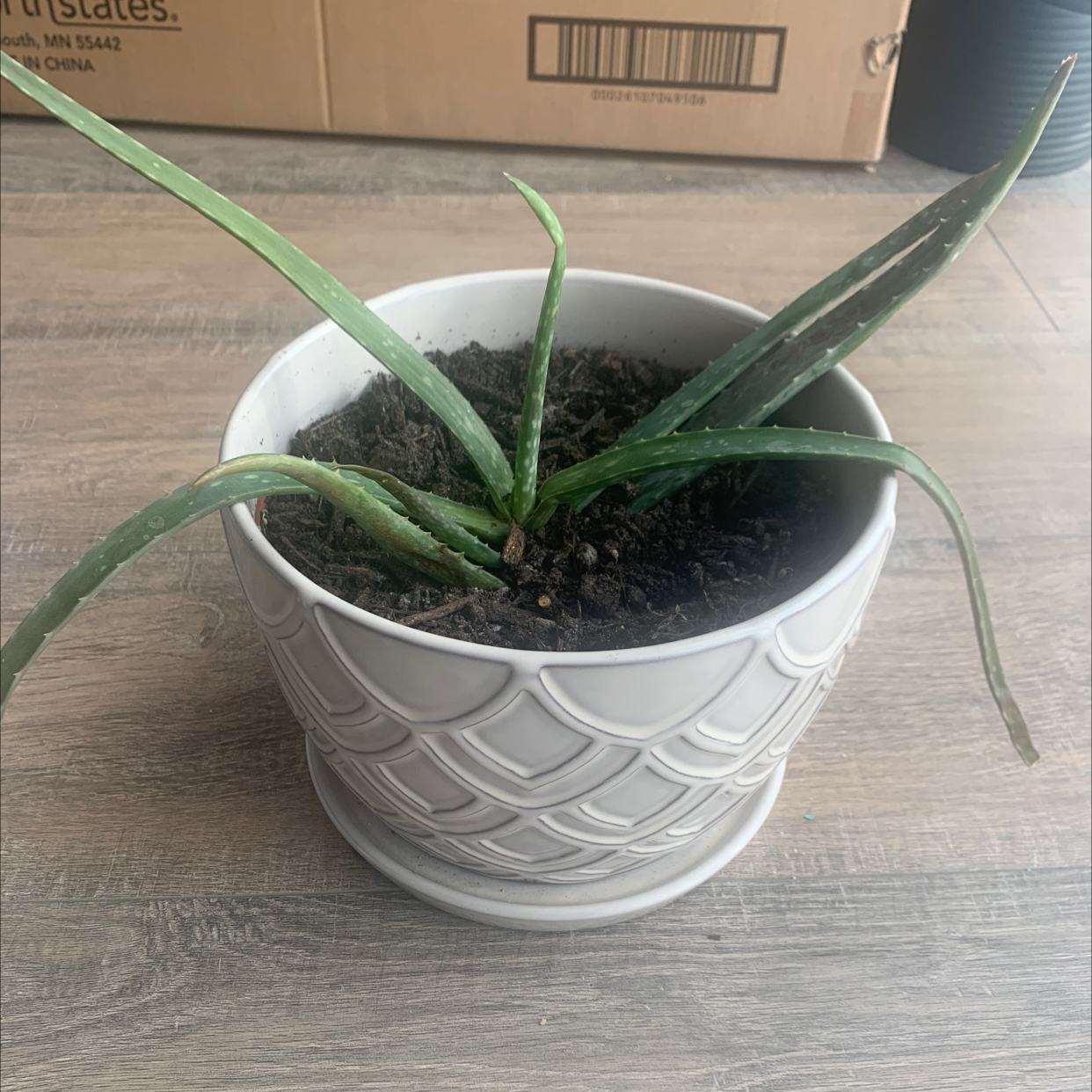 Aloe vera plant photo by @Rachellikesplants named Allie on Greg, the plant care app.