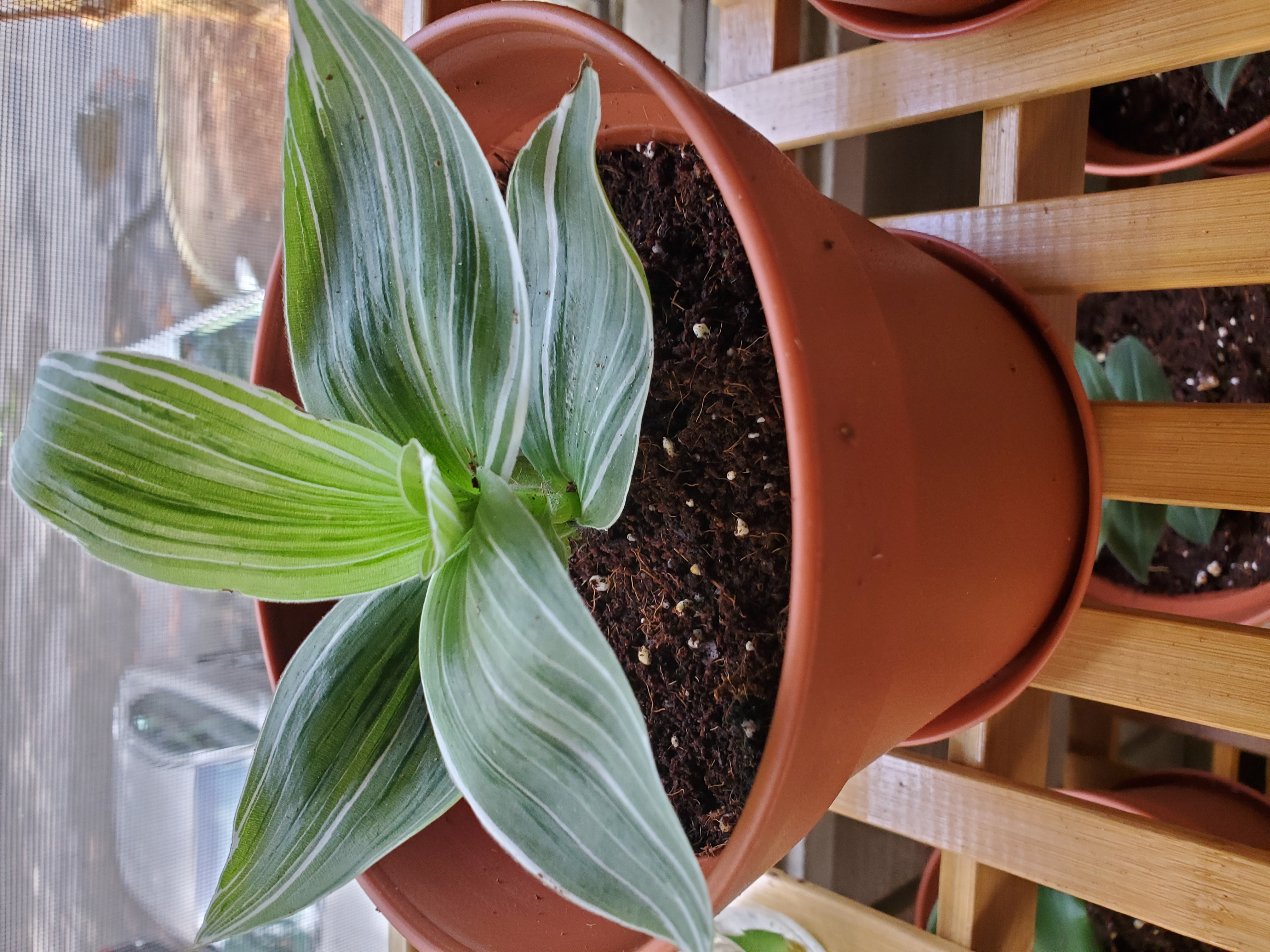 Tradescantia albiflora 'Albovittata' plant in a terracotta pot with healthy green and white striped leaves.