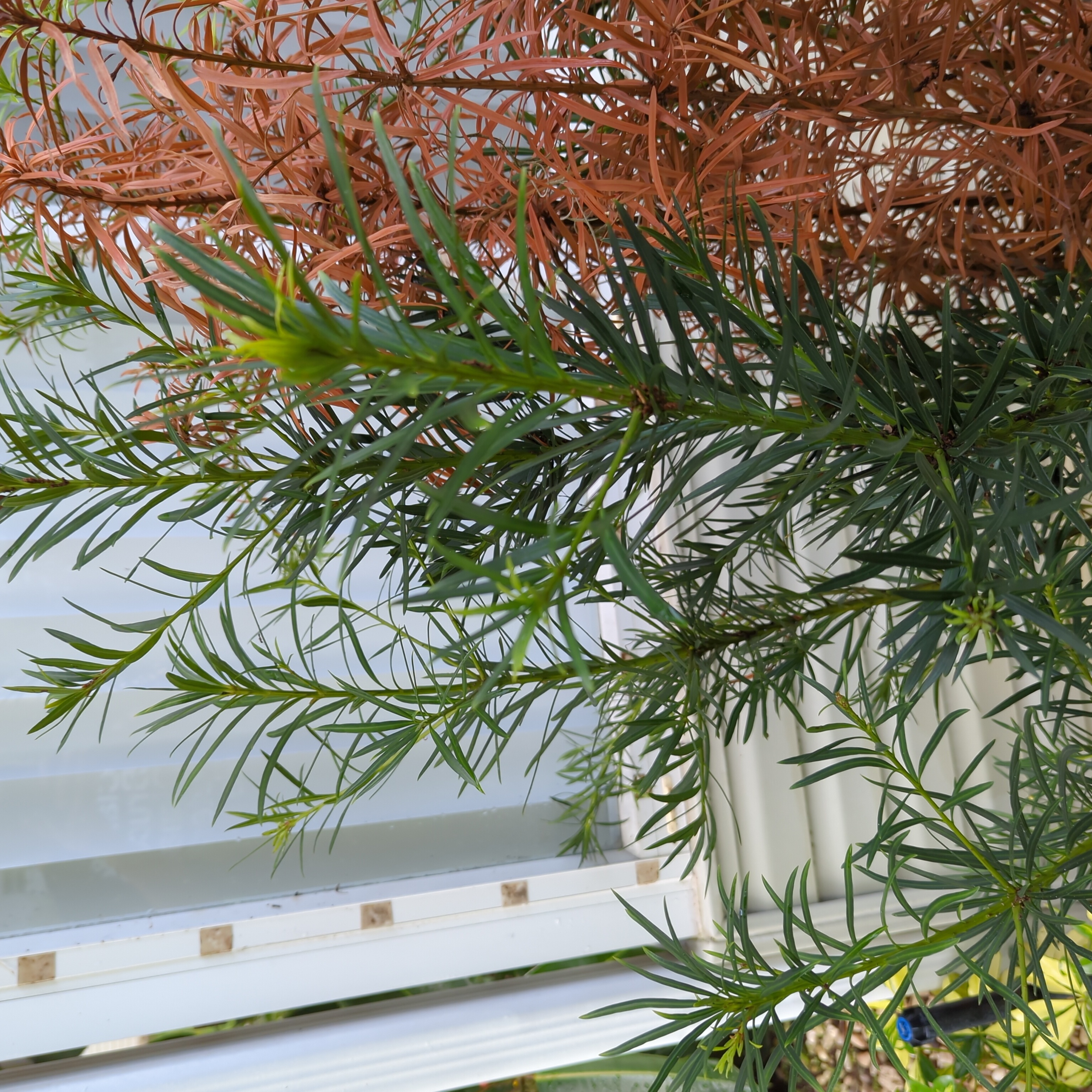Podocarpus plant with green and browning leaves near a window.