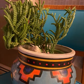 Rattail Crassula plant in Somewhere on Earth