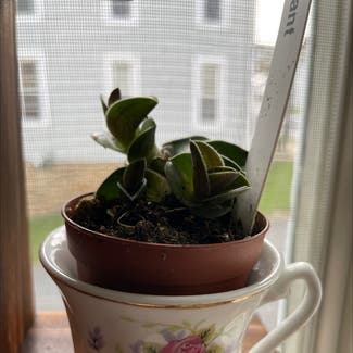 Baby's Necklace plant in Somewhere on Earth