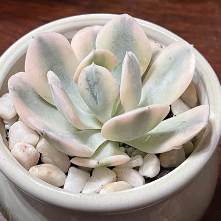 Photo of the plant species Ahaihosi Echeveria by @thebreat named Stella on Greg, the plant care app