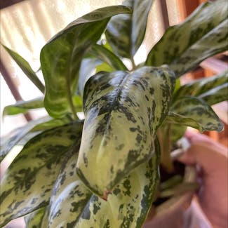 Chinese Evergreen plant in Columbus, Indiana