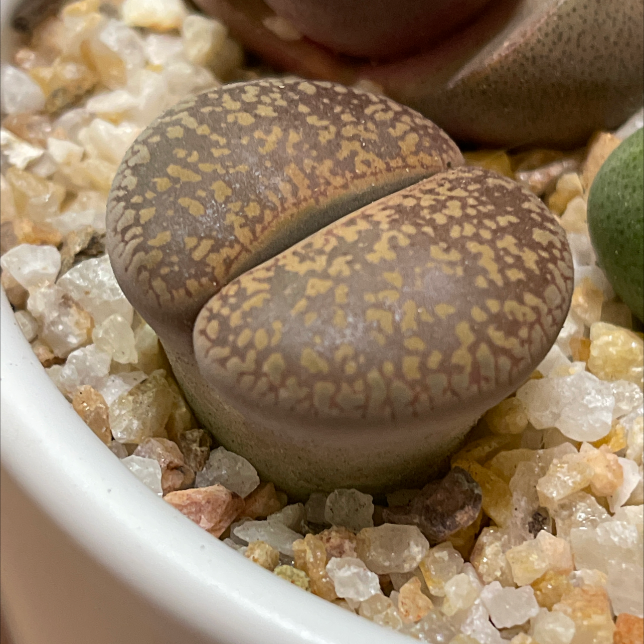Photo of the plant species Living Stones by @thebreat named Rye on Greg, the plant care app