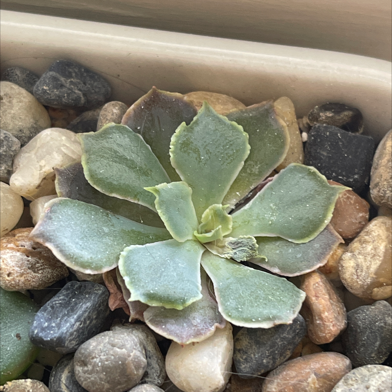 Mexican Hens succulent plant with slight browning on leaves, growing among rocks.
