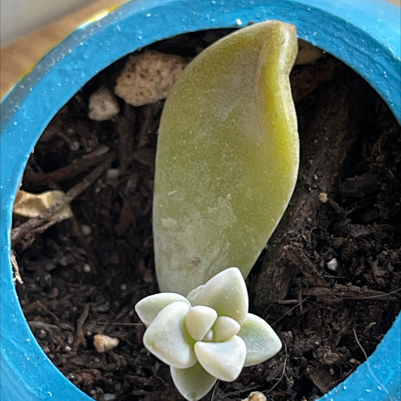 Graptopetalum 'Murasaki' succulent in a blue pot with visible soil and a yellowing leaf.