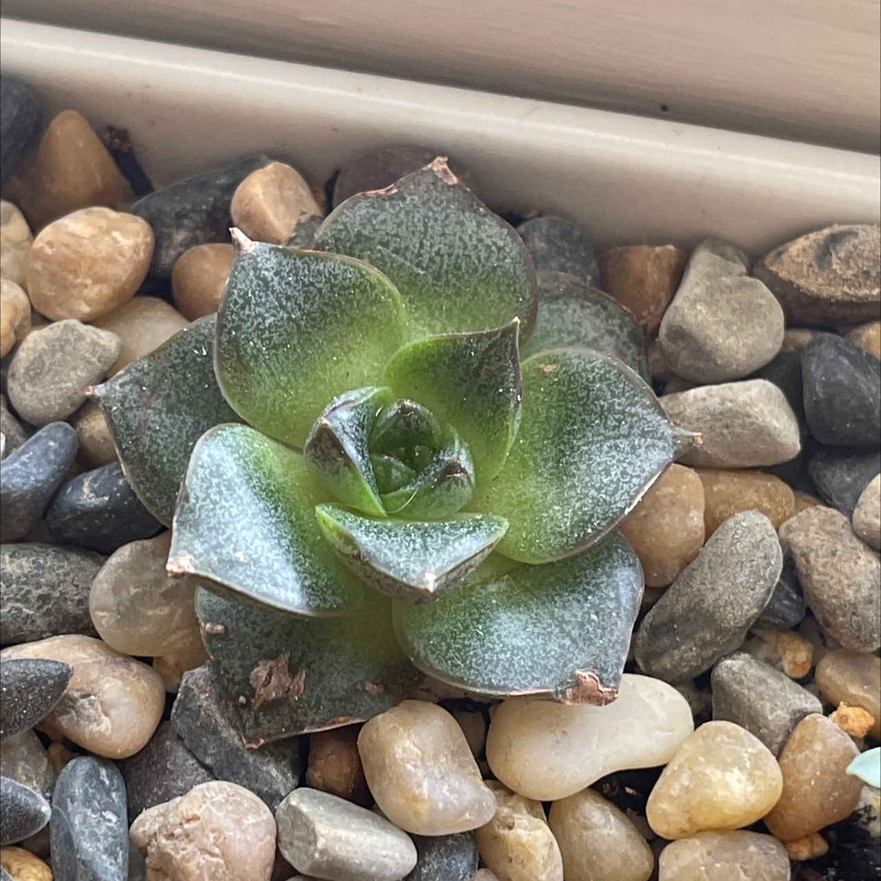 Photo of the plant species Urbinia by @thebreat named Ulla on Greg, the plant care app