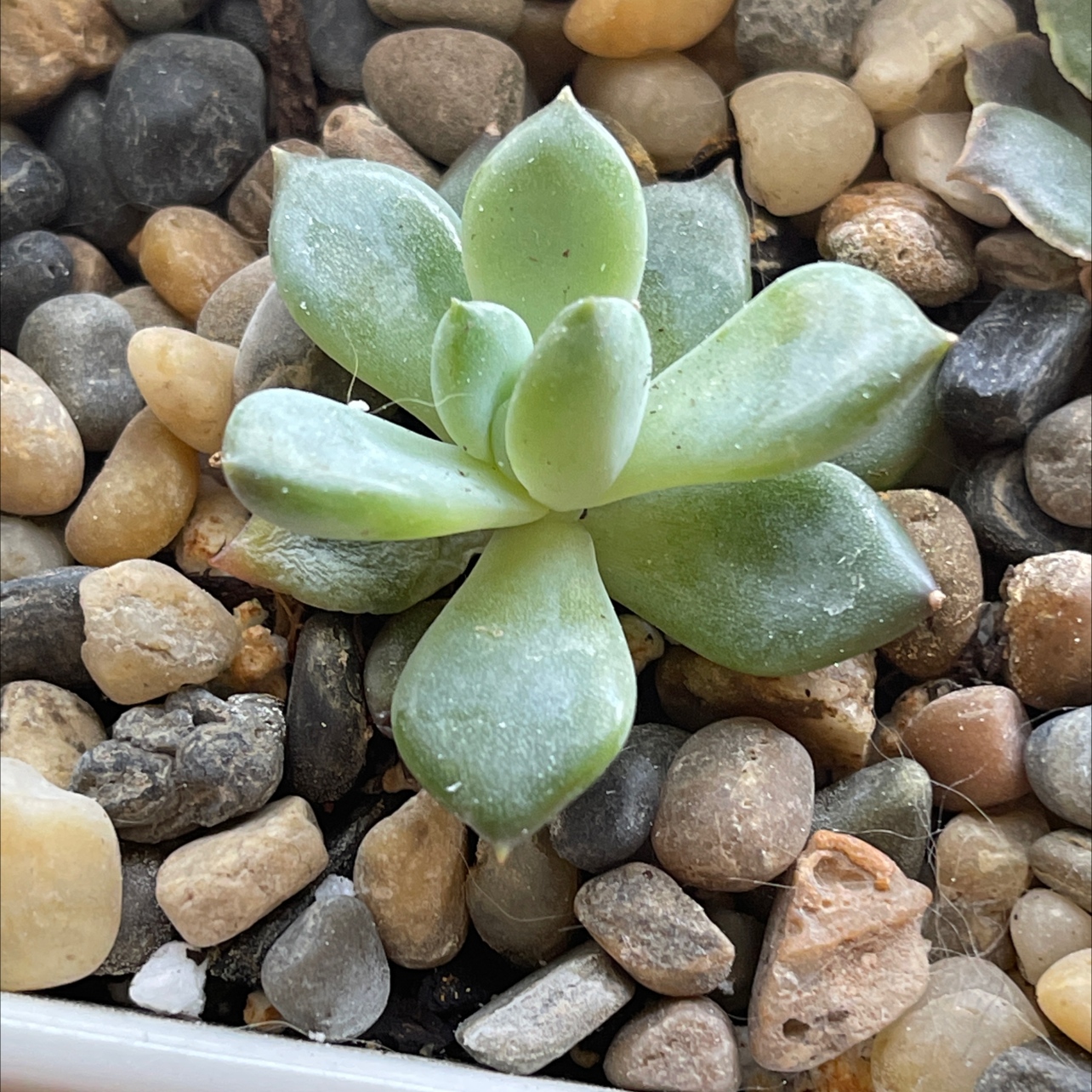 San Gabriel River Dudleya succulent with thick, fleshy leaves in a rosette pattern on pebble-covered soil.