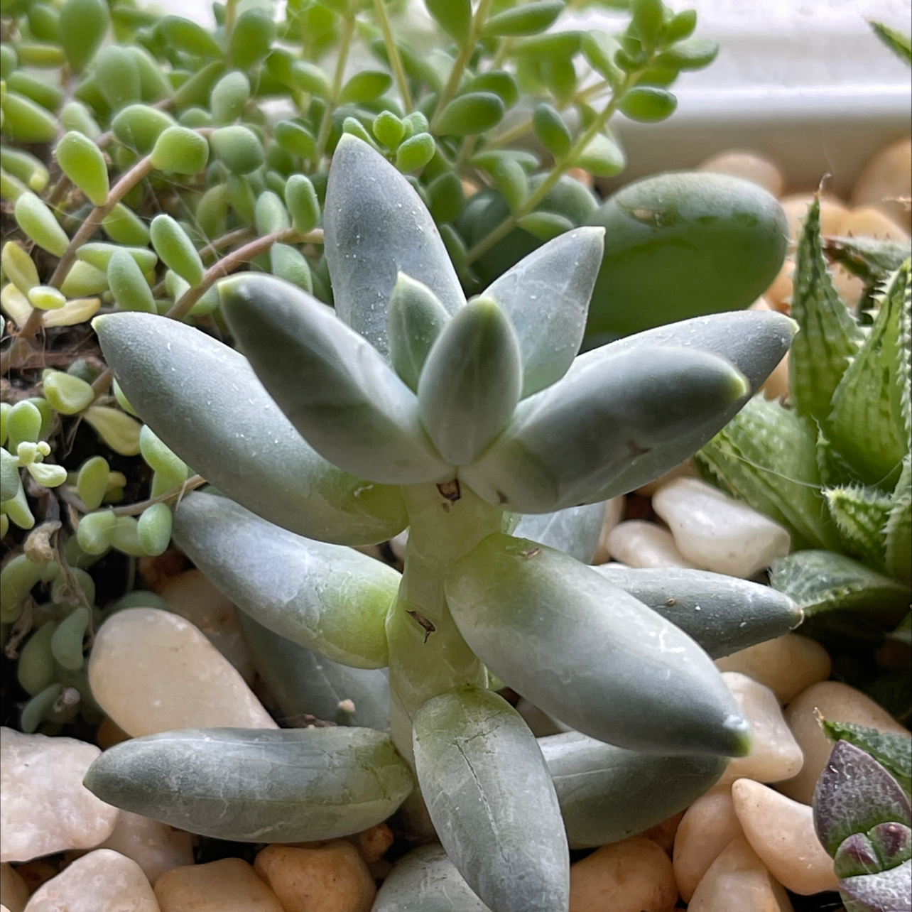 Image of a healthy Little Jewel succulent plant surrounded by pebbles.