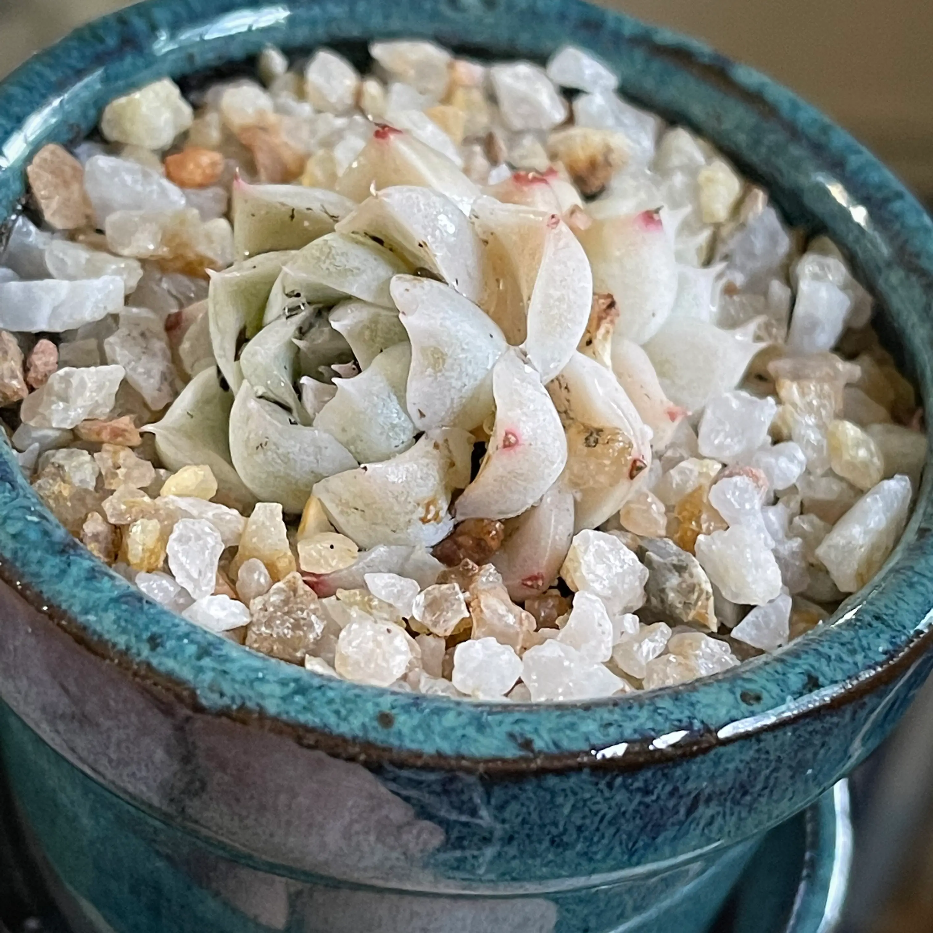 Photo of the plant species White Queen Echeveria by @thebreat named Snow on Greg, the plant care app