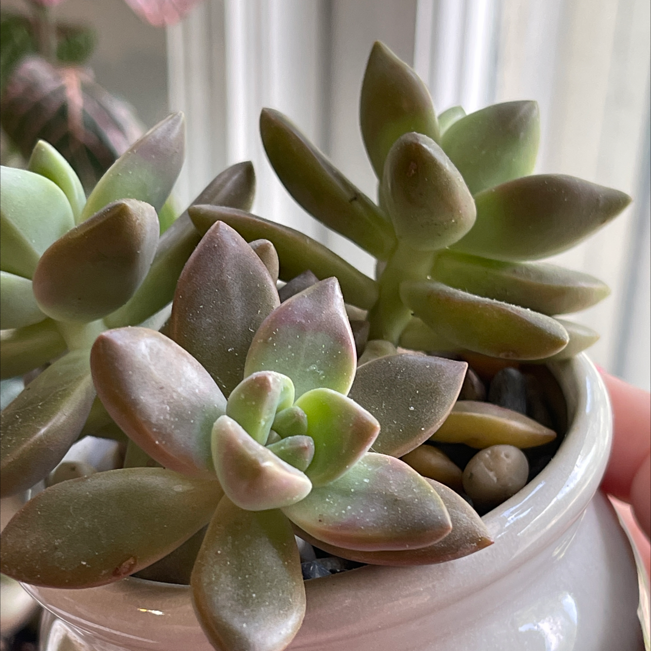 Graptosedum 'California Sunset' succulent in a white pot, healthy with no visible issues.