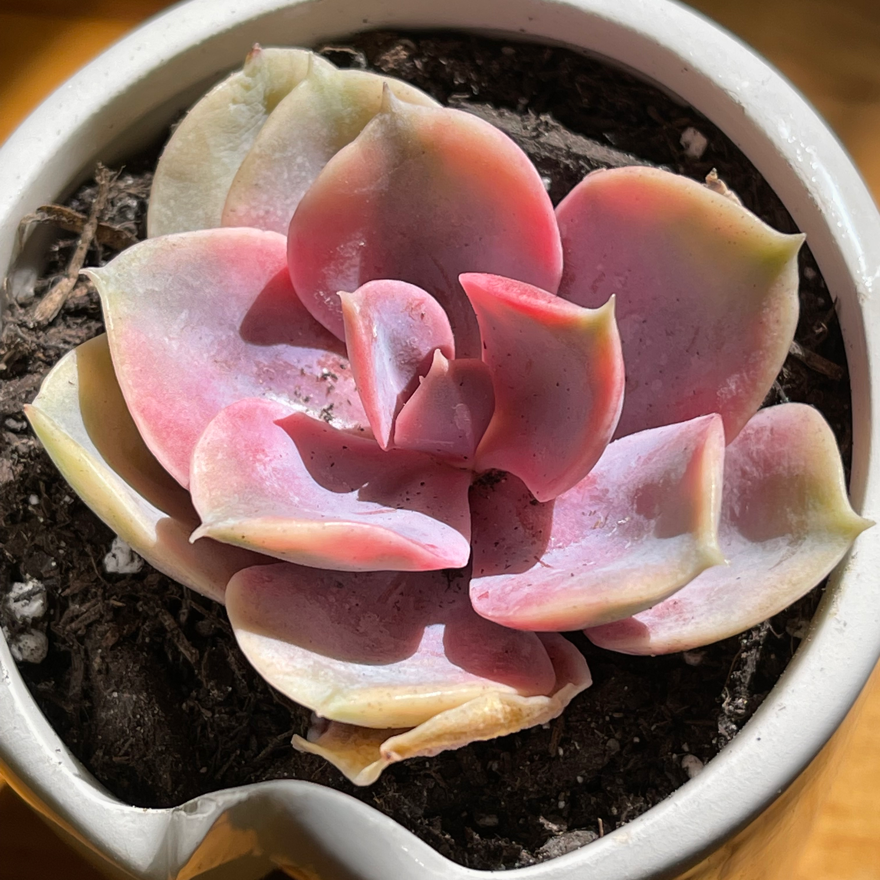 Photo of the plant species Rainbow Variegated Echeveria by @thebreat named Odette on Greg, the plant care app