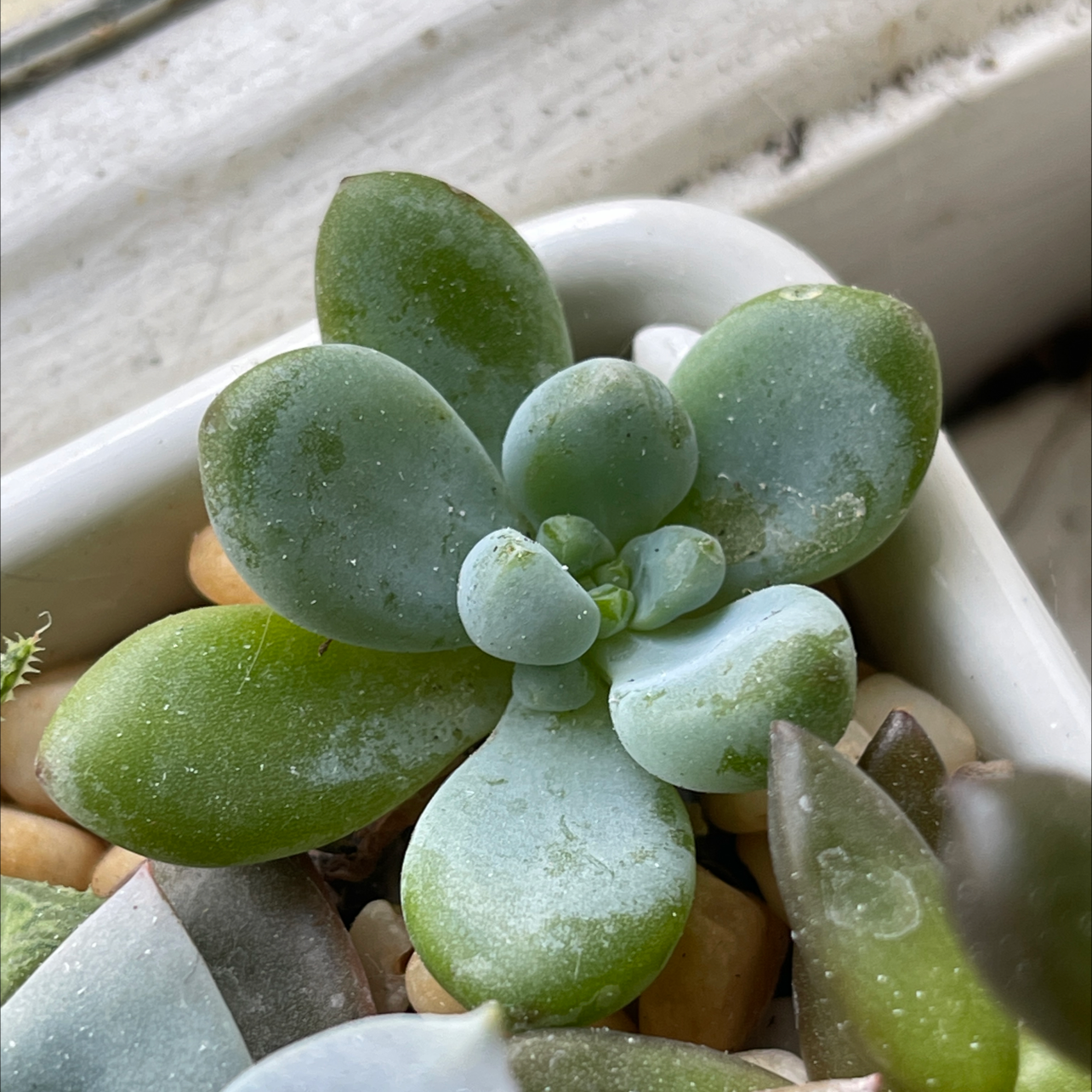 Sedum clavatum succulent plant in a small container with visible soil and pebbles.